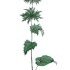 Eryngium alpinum - wikimedia commons