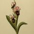 Ophrys bertolonii - wikimedia commons