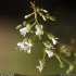 Circaea lutetiana - fleurs