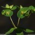 Euphorbia dulcis s. incompta - cyathe