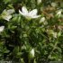 Arenaria multicaulis - fleur