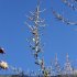 Atriplex halimus - rameaux en fleur