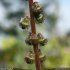 Agrimonia eupatoria - fruit