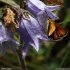Campanula barbata - fleur - papillon Hespérie de la Houque (Thymelicus (...)