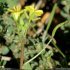 Diplotaxis tenuifolia - inflorescence