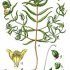 Melampyrum sylvaticum - wikimedia commons