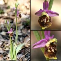 Ophrys bourdon, Ophrys fuciflora