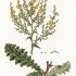 Verbascum sinuatum - wikimedia commons