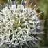 Echinops sphaerocephalus - fleurs