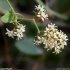 Smilax aspera - inflorescence