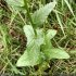 Verbascum blattaria - feuilles