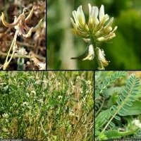 Astragale en hameçon, Astragalus hamosus