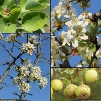Poirier faux amandier, Pyrus spinosa