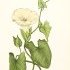 Convolvulus sepium - wikimedia commons
