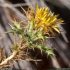 Carlina hispanica s. hispanica - capitule