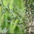 Cirsium palustre - feuille, tige