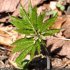 Cardamine heptaphylla - feuille