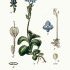 Veronica aphylla - wikimedia commons