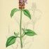 Prunella vulgaris - wikimedia commons