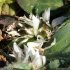 Allium chamaemoly - fructification