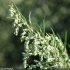 Artemisia vulgaris - inflorescence