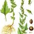 Chenopodium album - wikimedia commons