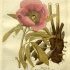 Paeonia officinalis - wikimedia commons