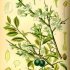Prunus spinosa - wikimedia commons