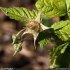 Rubus idaeus - calice, boutons