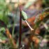 Erythronium dens-canis - fruit