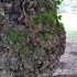 Quercus robur - écorce
