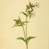 Silene latifolia alba - wikimedia commons
