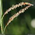 Carex flacca - épis femelles