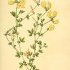 Lotus corniculatus - wikimedia commons