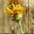 Inula montana - inflorescence