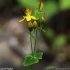 Hypericum pulchrum - inflorescence