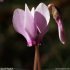 Cyclamen hederifolium - fleur