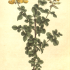 Cytisophyllum sessilifolium - wikimedia commons