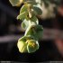 Euphorbia paralias - fleur femelle et mâle