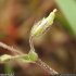 Cerastium pumilum - fruit