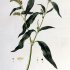 Persicaria lapathifolia - wikimedia commons