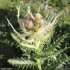 Cirsium spinosissimum - inflorescence