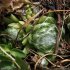 Sempervivum arachnoideum - rosette