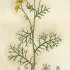 Jacobaea adonidifolia - wikimedia commons