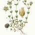 Arenaria serpyllifolia - wikimedia commons
