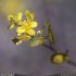 Biscutella laevigata - fleurs