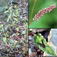 Renouée à feuilles de patience, Persicaria lapathifolia