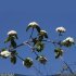 Viburnum lantana - rameau fleuri