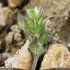 Arenaria serpyllifolia - inflorescence