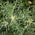 Centaurea calcitrapa - bractées